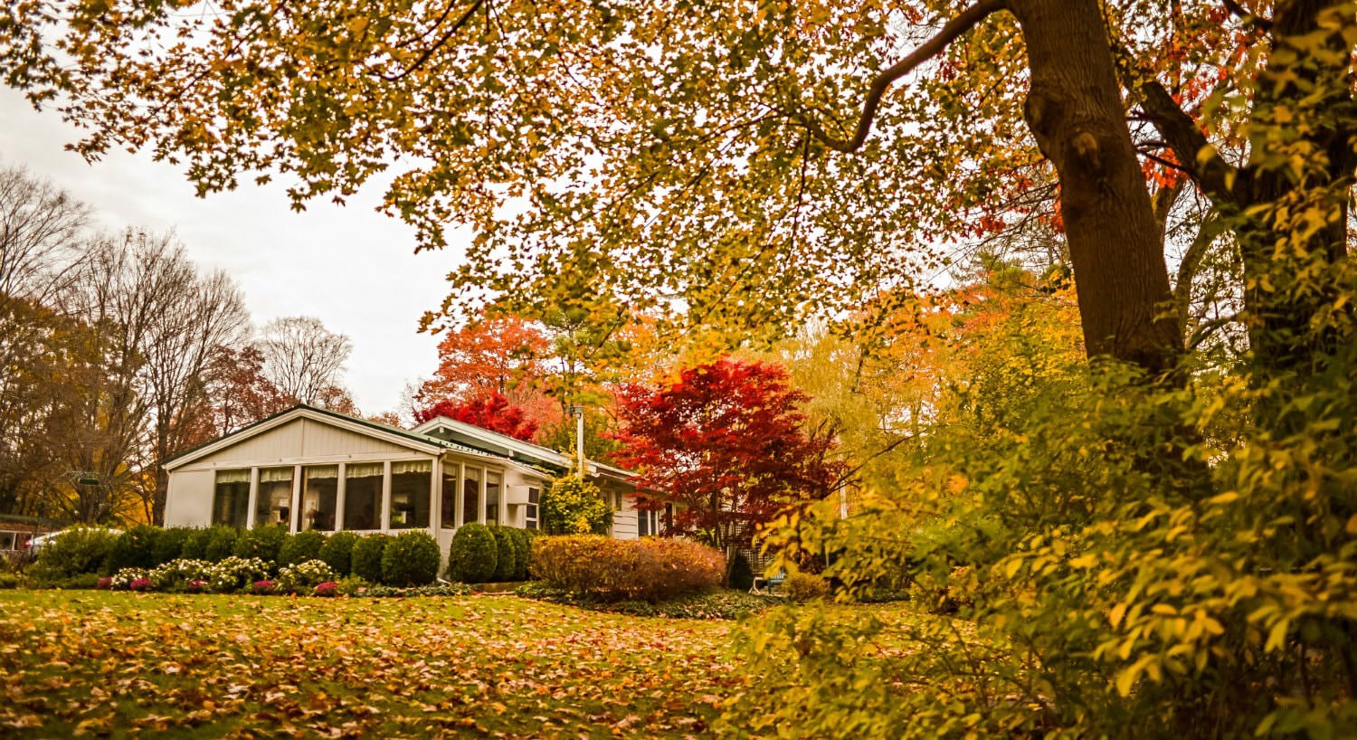 White cottage surrounded by trees with red, orange, and green leaves, and grass topped with fallen leaves