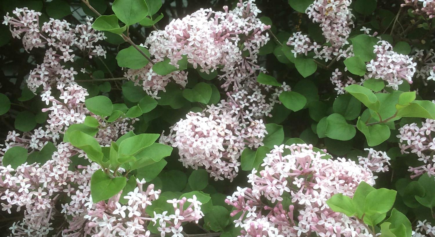 Close-up view of small pink and white flowers surrounded by green leaves