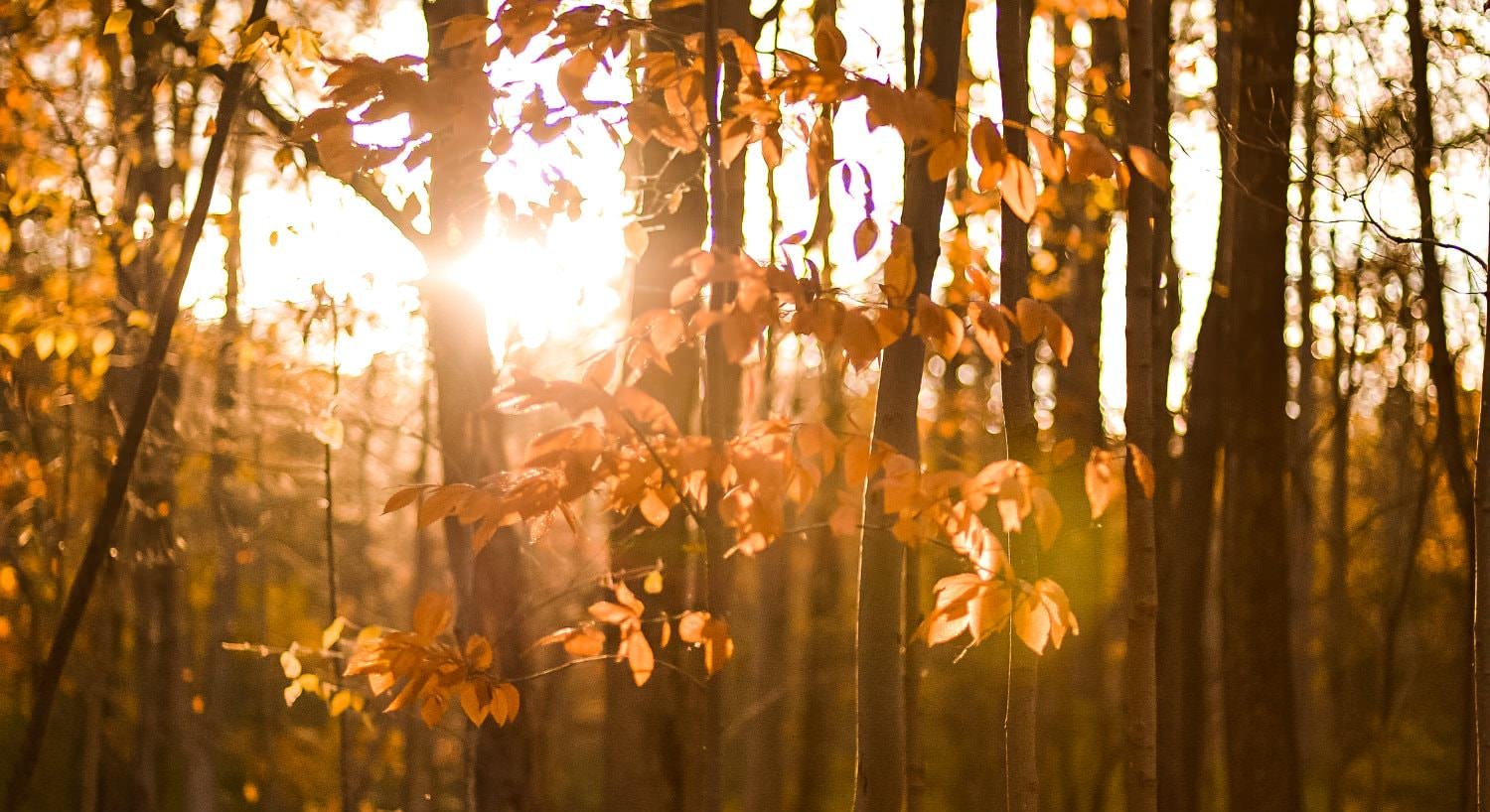Close-up view of burnt orange leaves on almost bare trees surrounded by diffused light from the setting sun