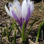 Crocus_vernus_albiflorusM3