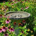 birdbath