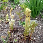 curledferns