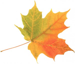 fall-leaf