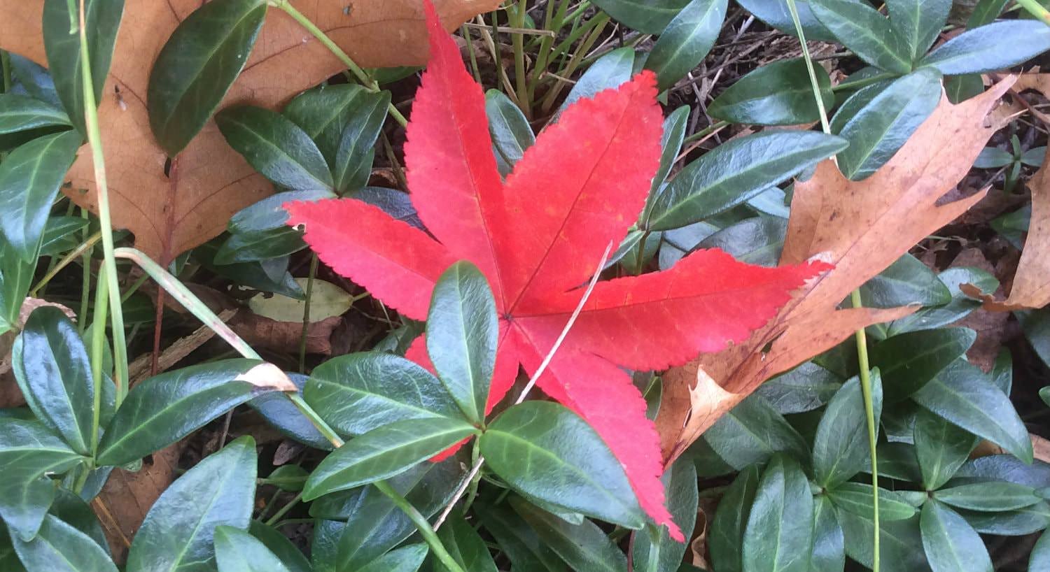 Close up view of green and brown leaves with one vibrant red leaf