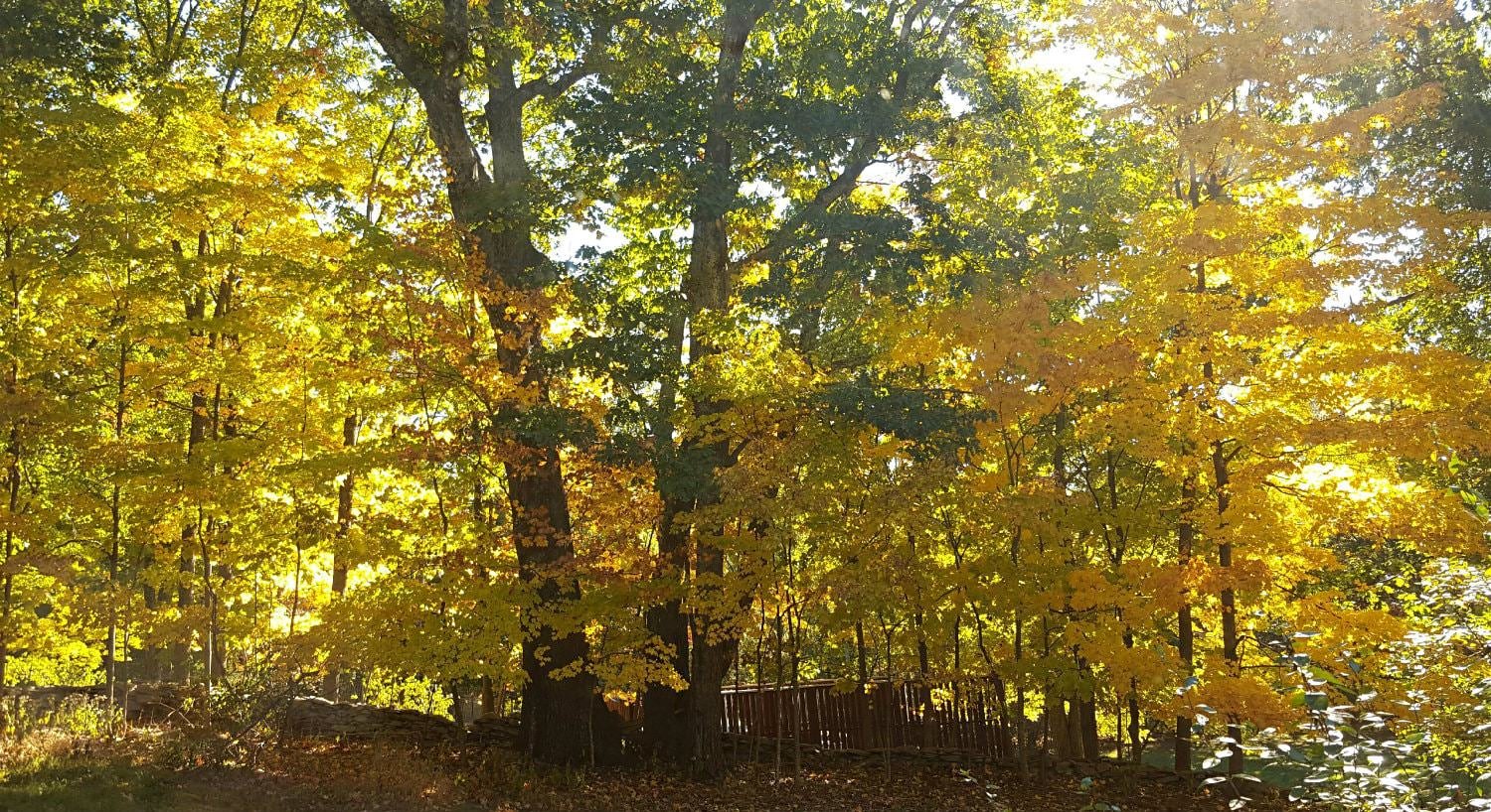 View of the woods with trees in the autumn displaying green, yellow and orange leaves