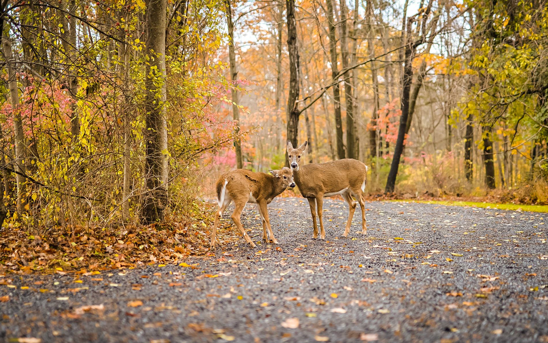 Two does on a leaf covered road surrounded by trees losing their yellow, orange and red leaves