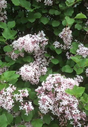 Lots of tiny white and pink flowers surrounded by green leaves