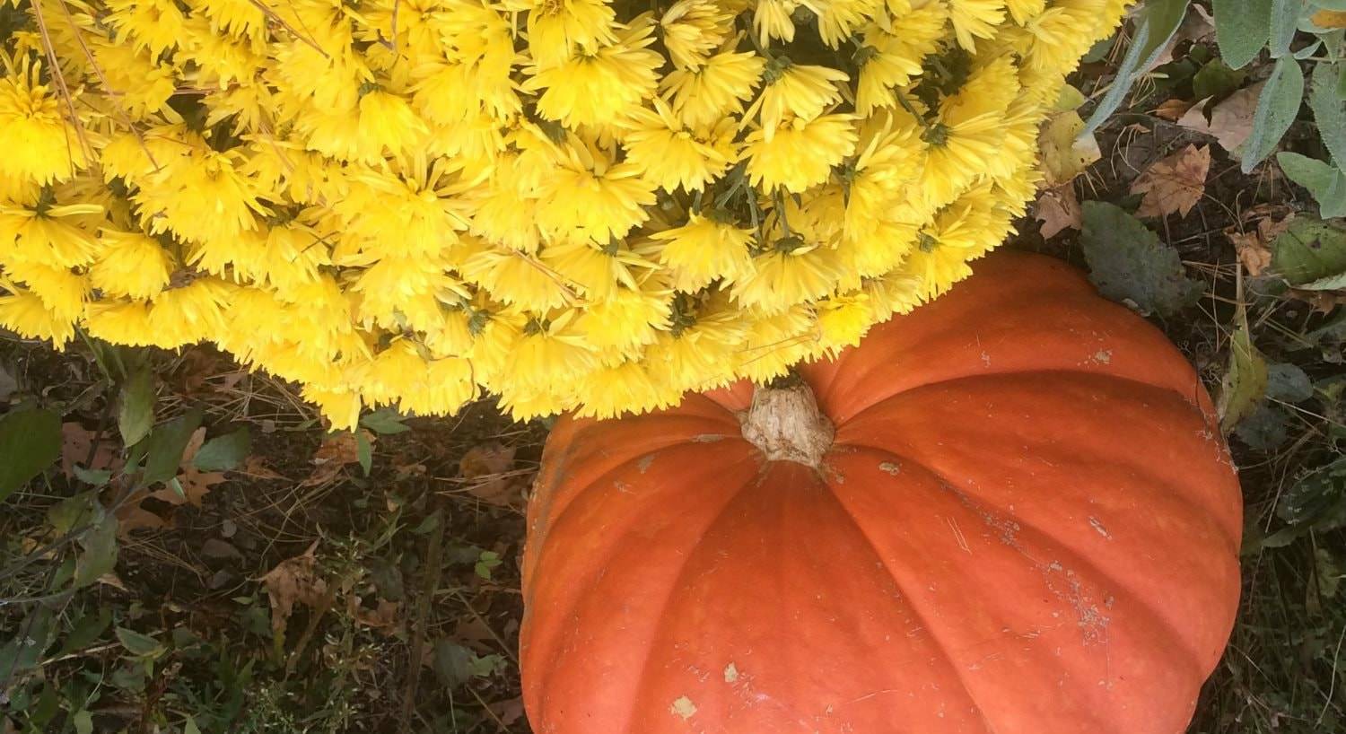 Close up view of yellow flowering mums on the ground next to a large orange pumpkin