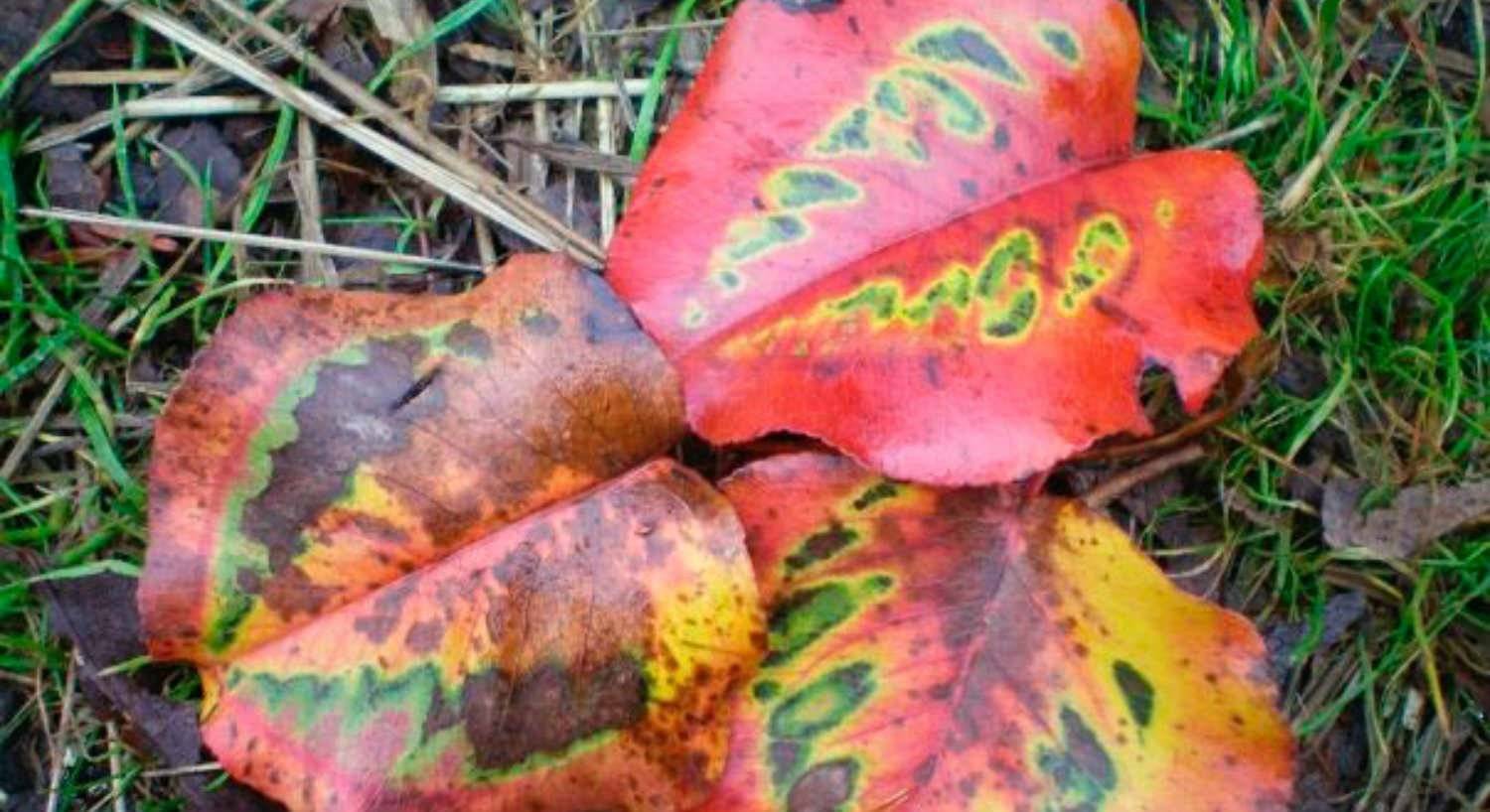 Close up view of three red, green, yellow, orange and brown leaves